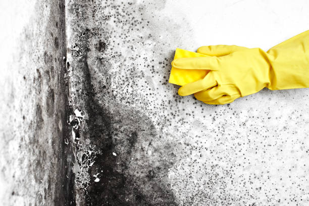 Best Black Mold Removal  in Quarryville, PA