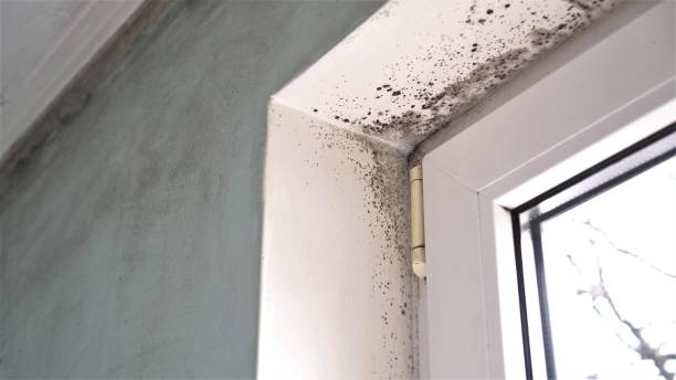 Best Mold Damage Repair  in Quarryville, PA